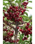 Вишня Тургеневская | Prunus Turgenivska | Cherry tree Turgenivska | Вишня Тургенівська